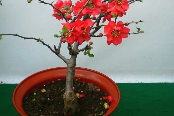 日本海棠的花期,为1月底至2月底
