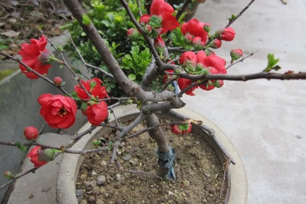 日本海棠的花期,为1月底至2月底