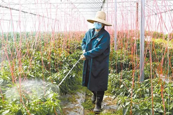 辣椒的生长需要哪些条件，喜欢光照充足的环境