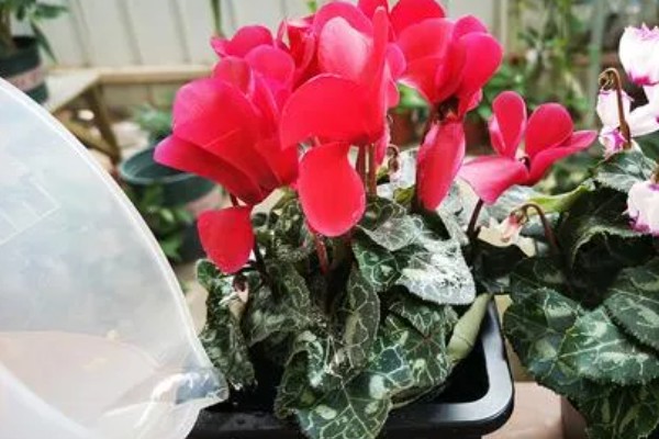 仙客来一年能开几次，一般一年只开一次花