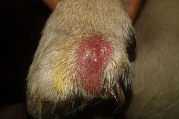 狗狗毛囊炎的症状，会出现黑斑