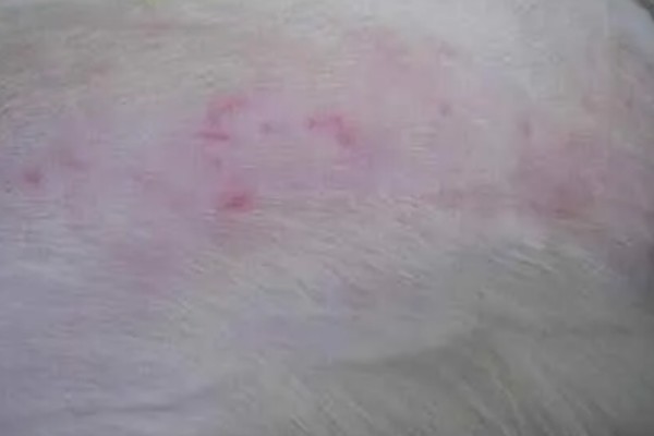 狗狗毛囊炎的症状，会出现黑斑