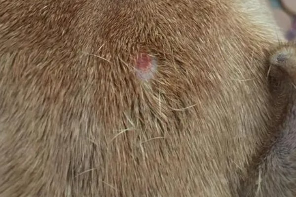 狗狗毛囊炎的症状，会出现黑斑