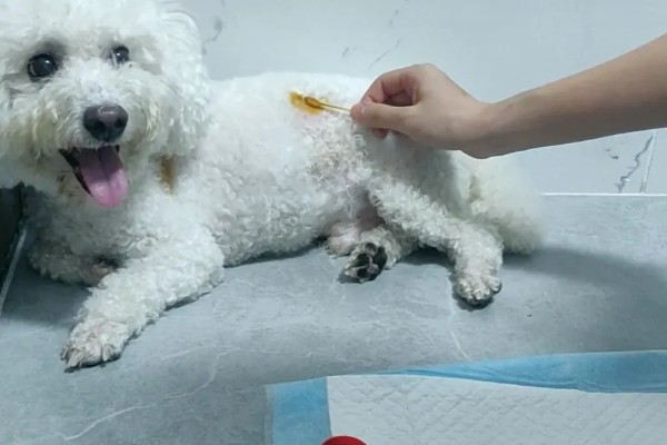 狗狗毛囊炎的症状，会出现黑斑