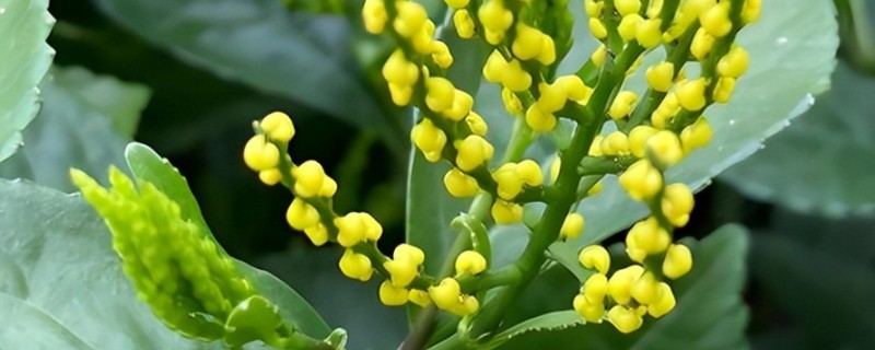 珠兰在温室内的施肥方法，花芽分化和生长花序期需肥量更大