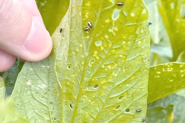 防治蔬菜跳甲的方法,喷施辛硫磷乳油等药物可灭杀成虫