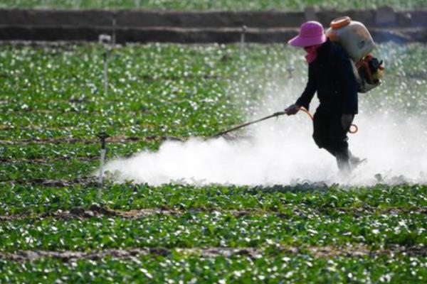 防治蔬菜跳甲的方法,喷施辛硫磷乳油等药物可灭杀成虫