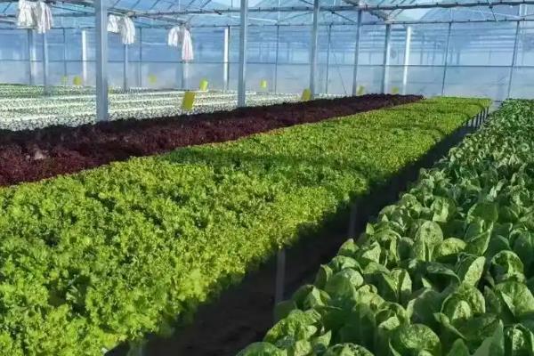 防治蔬菜跳甲的方法,喷施辛硫磷乳油等药物可灭杀成虫