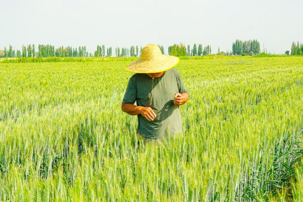 小麦有什么高产新品种，烟农1212、院丰369等品种产量高