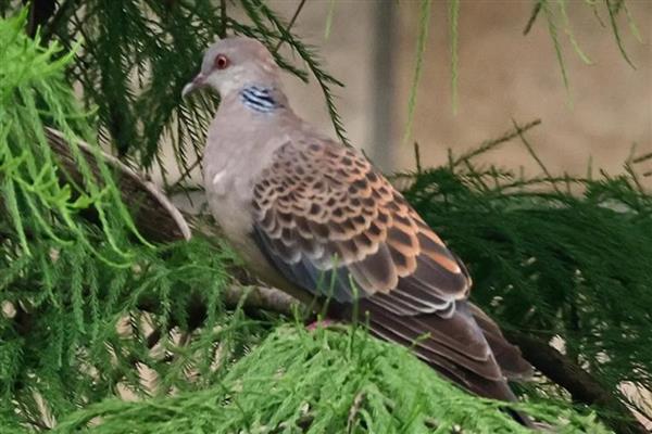 斑鸠的种类，有欧斑鸠、山斑鸠等