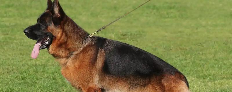 狼狗的品种，有德国牧羊犬、狼青犬等