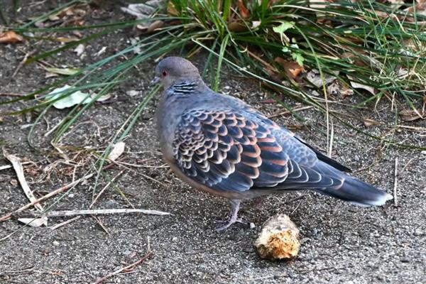 斑鸠的种类，有欧斑鸠、山斑鸠等