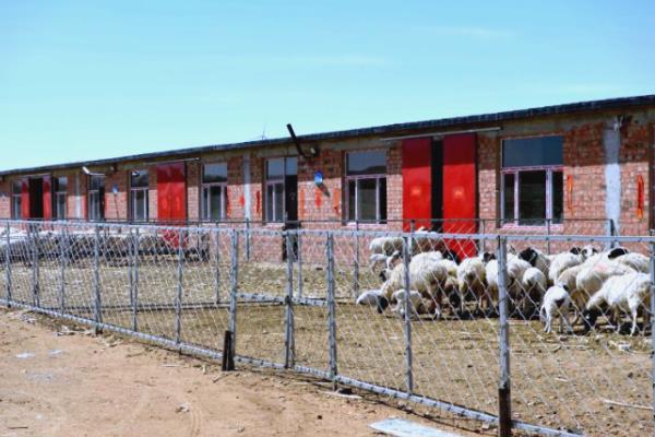 小尾寒羊的常用饲料,有青绿饲料、粗饲料等