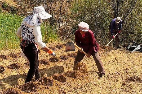 玉米什么时候播种,春玉米在4月份下旬至5月份上旬播种