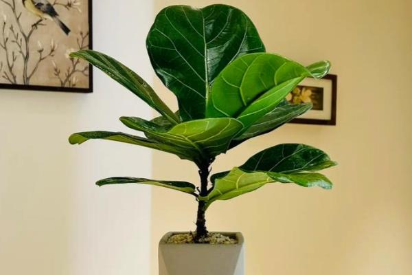 琴叶榕冬季如何保温,先把植株移到室内