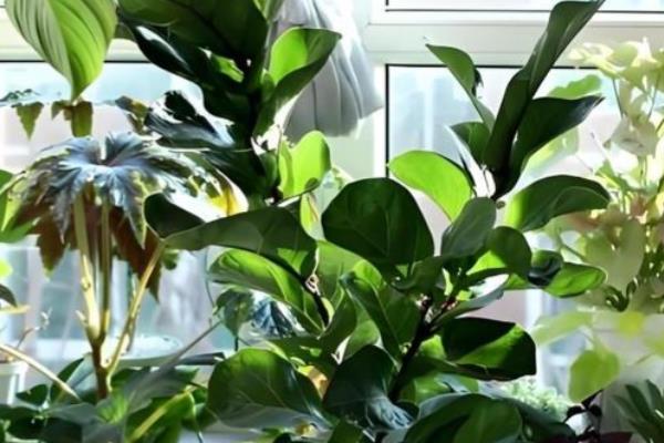琴叶榕冬季如何保温,先把植株移到室内