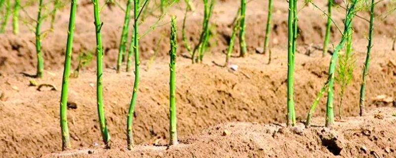 芦笋适合什么地区种植，适合江苏徐州、山东菏泽等地区