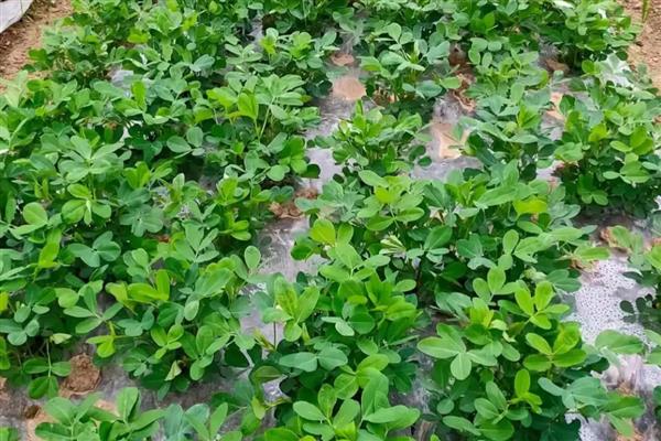 花生疮痂病怎么防治,采收后将地上茎叶都集中烧毁