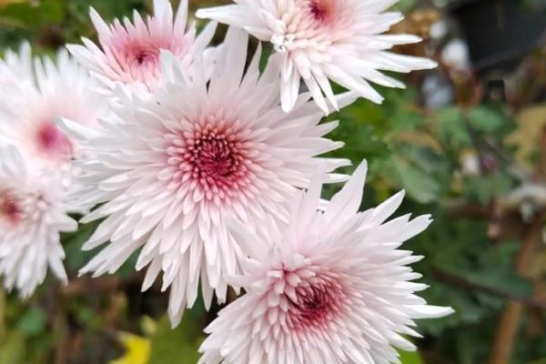 秋天菊花开吗，菊花在秋季会开花