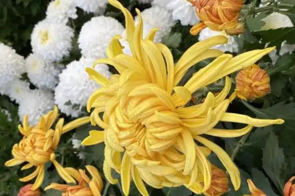 秋天菊花开吗，菊花在秋季会开花