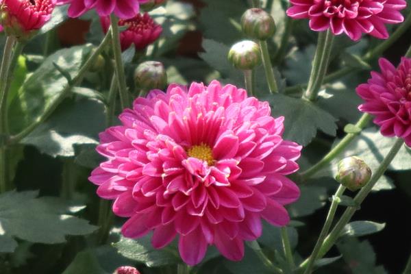 秋天菊花开吗，菊花在秋季会开花