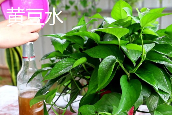怎么让绿萝长得更旺盛,浇灌淘米水、黄豆水都能起到效果