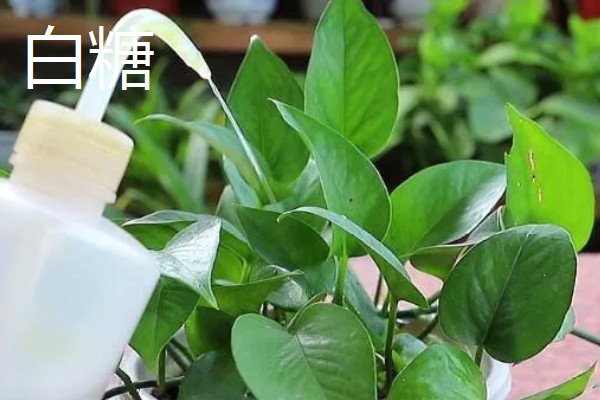 怎么让绿萝长得更旺盛,浇灌淘米水、黄豆水都能起到效果