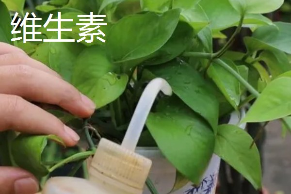 怎么让绿萝长得更旺盛,浇灌淘米水、黄豆水都能起到效果