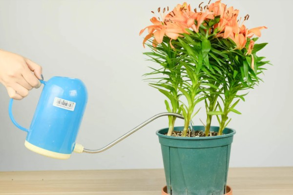 百合花怎么养殖,花蕾形成后追施钾磷肥
