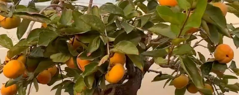野柿子树的盆栽种植方法，浇水时要切记见干见湿