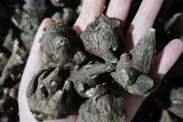 四川省绵阳市的特产,平通青梅酒深受消费者欢迎