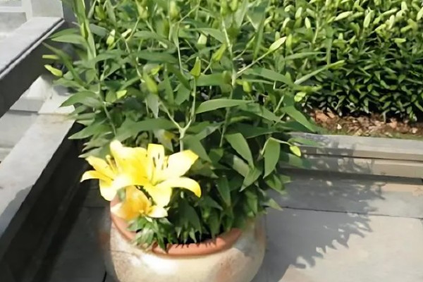 百合花怎么养殖,花蕾形成后追施钾磷肥