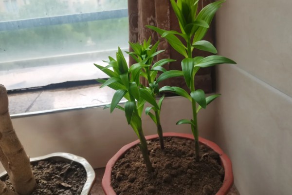 百合花怎么养殖,花蕾形成后追施钾磷肥