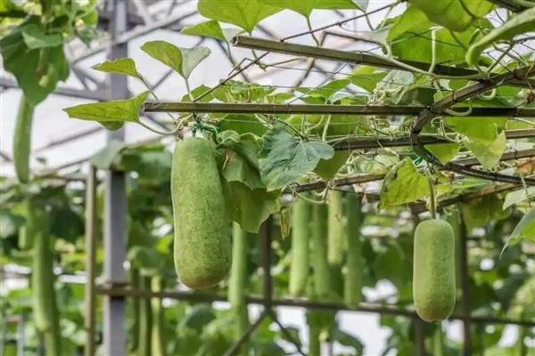 冬瓜如何种植，播种从3月上旬至6月上旬分期进行