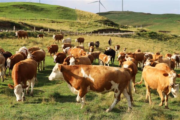 母牛发情的表现,食欲会开始下降