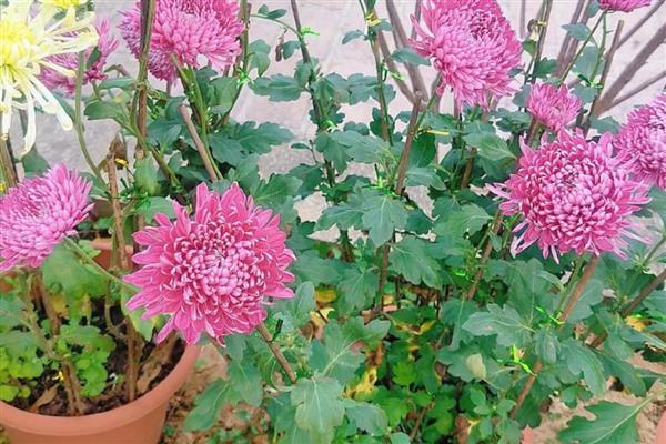 菊花可以耐寒多少度,可以耐寒10℃
