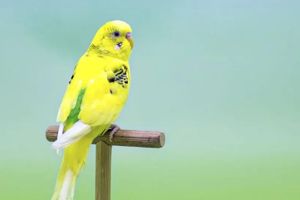 鹦鹉冷不冷怎么看,会表现为发抖、缩成一团等
