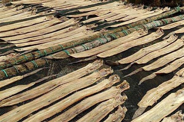 鳗鳞鱼干的价格,价格一般在100-300元每斤