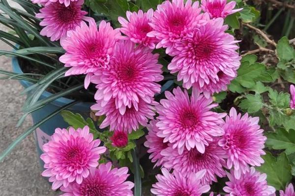 菊花可以耐寒多少度,可以耐寒10℃