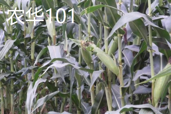 玉米的品种,推荐农华101、登海618等