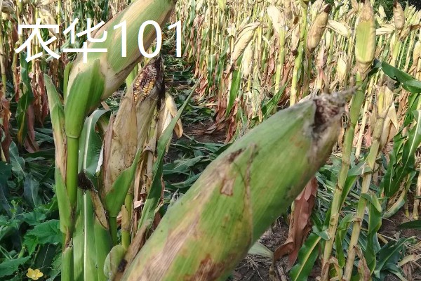 玉米的品种,推荐农华101、登海618等