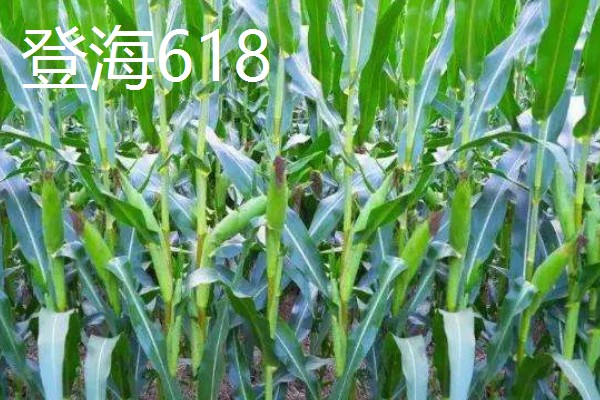玉米的品种,推荐农华101、登海618等