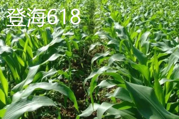 玉米的品种,推荐农华101、登海618等