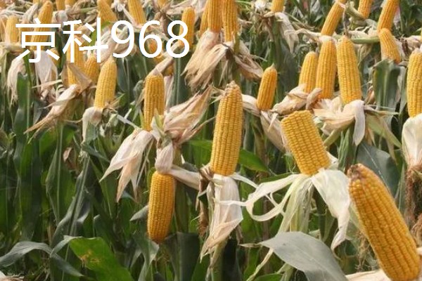 玉米的品种,推荐农华101、登海618等