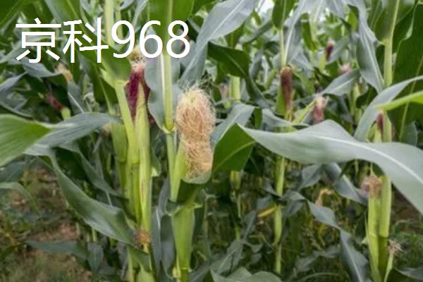 玉米的品种,推荐农华101、登海618等