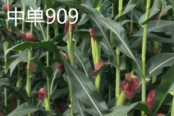 玉米的品种,推荐农华101、登海618等