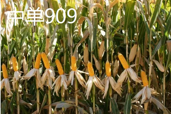 玉米的品种,推荐农华101、登海618等