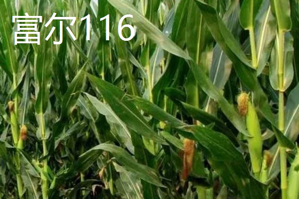 玉米的品种,推荐农华101、登海618等