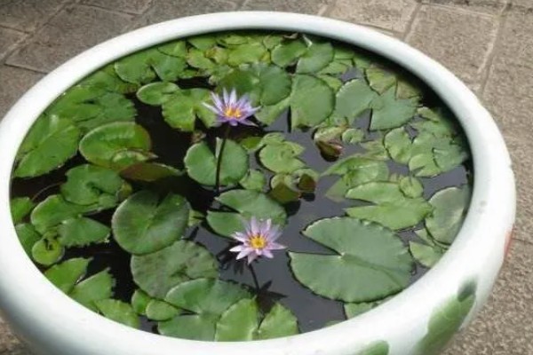 睡莲夏天怕不怕晒,不怕太阳晒