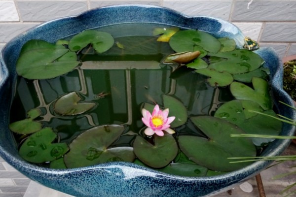 睡莲夏天怕不怕晒,不怕太阳晒